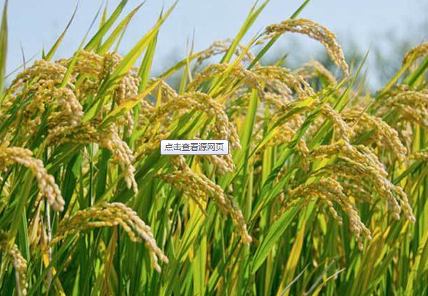 杭州张堰农业有限公司